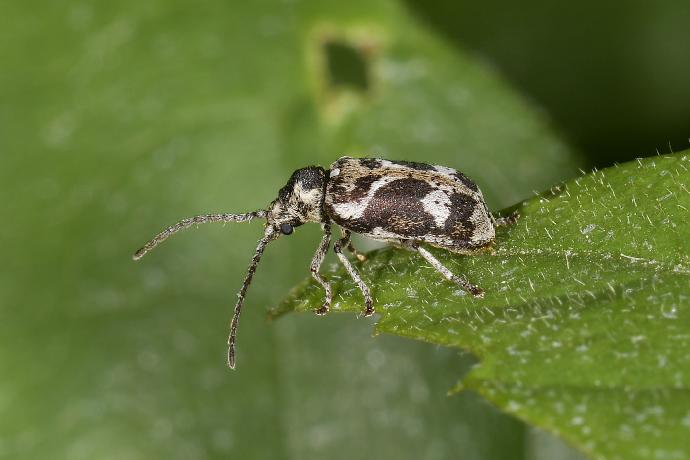 Anobiidae: Ptinomorphus imperialis? S.